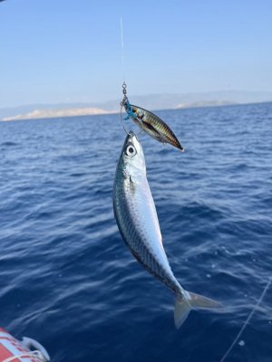 IMG_1008.jpg
