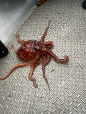 IMG-20250615-WA0047.jpg IMG-20250615-WA0047.jpg