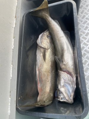IMG_9122.jpeg IMG_9122.jpeg