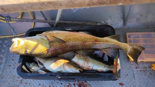 WhatsApp Bild 2025-06-12 um 15.54.15_e0869f3c.jpg WhatsApp Bild 2025-06-12 um 15.54.15_e0869f3c.jpg