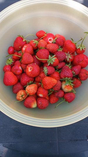 IMG-20250613-WA0005.jpeg
