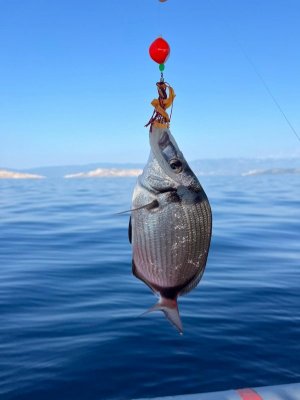 WhatsApp Image 2025-06-20 at 11.41.08.jpeg