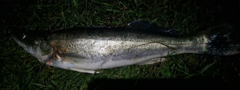 IMG-20250621-WA0039.jpeg