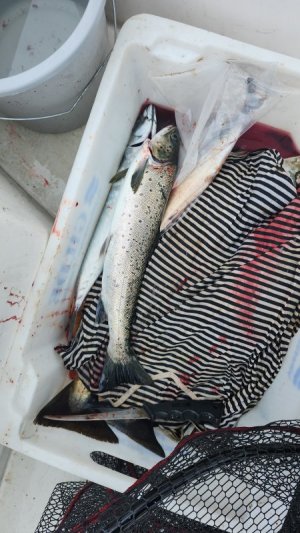 1000069183.jpg 1000069183.jpg