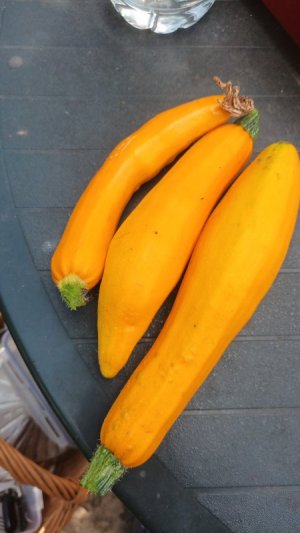 IMG-20250705-WA0024.jpeg
