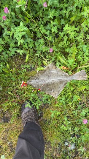 2BA75CA8-EAA1-46ED-A961-33662ED74A2F.jpeg 2BA75CA8-EAA1-46ED-A961-33662ED74A2F.jpeg