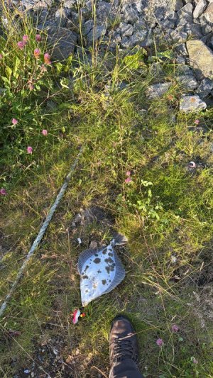 A3A98A09-6BEE-42D2-916D-35ED44EDD380.jpeg A3A98A09-6BEE-42D2-916D-35ED44EDD380.jpeg