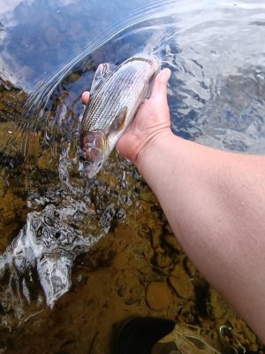 IMG_20250709_162820.jpg