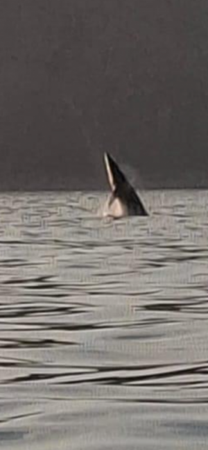 IMG_0916.png IMG_0916.png