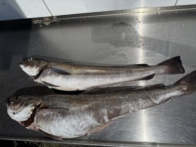 IMG_5974.jpeg IMG_5974.jpeg