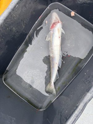 IMG_5188.jpeg IMG_5188.jpeg