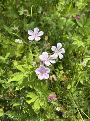 IMG_5228.jpeg