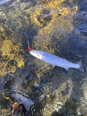 IMG_5319.jpeg IMG_5319.jpeg