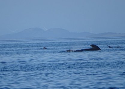 Grindwale 16.07.25.jpg