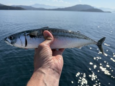 IMG_6071.jpeg IMG_6071.jpeg