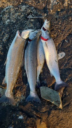 IMG-20250722-WA0009.jpg IMG-20250722-WA0009.jpg