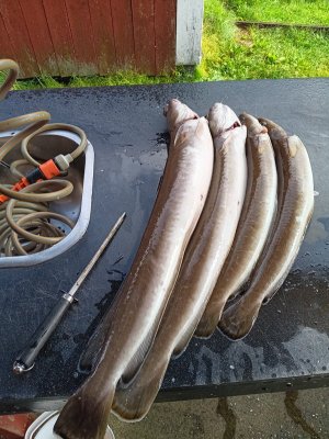 WhatsApp Bild 2025-07-26 um 12.22.05_6acf3ee9.jpg