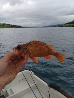 WhatsApp Bild 2025-07-26 um 12.22.06_c591bfac.jpg