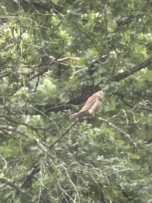 IMG_5585.jpeg