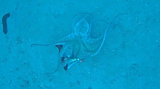 Octo Sand TN.JPG