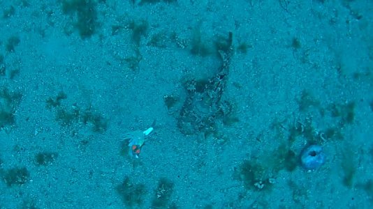 Skarina lezaja TN.JPG