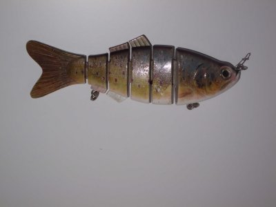 Fisch.jpg
