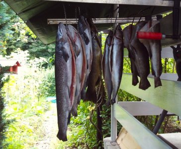 SUNP0498.JPG SUNP0498.JPG