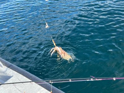 IMG-20241002-WA0007.jpg IMG-20241002-WA0007.jpg