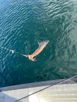 IMG-20241002-WA0018.jpg IMG-20241002-WA0018.jpg