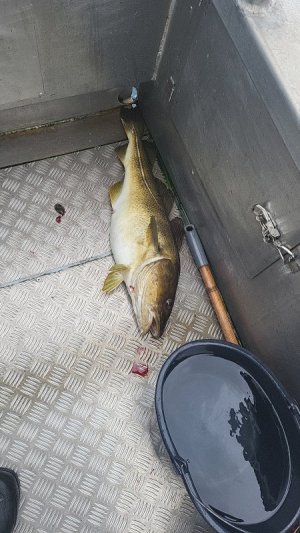 IMG-20250817-WA0002.jpeg