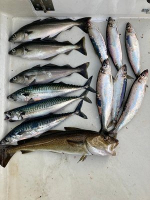 Fisch.jpg