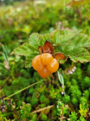 20250819_144735.jpg 20250819_144735.jpg