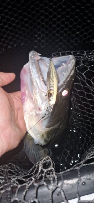 20250819_220540.jpg 20250819_220540.jpg