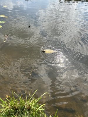IMG_1432.jpeg