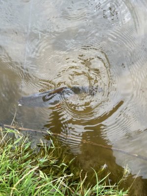IMG_1447.jpeg