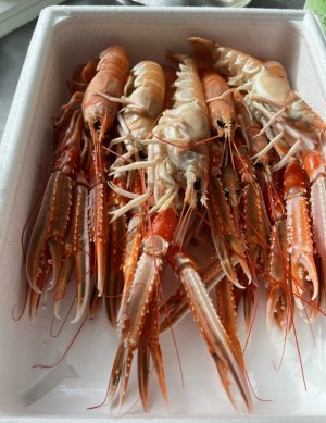 IMG_6181.jpeg IMG_6181.jpeg