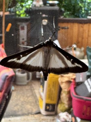 IMG_2227.jpeg