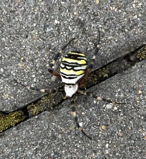 SPIDER.jpg SPIDER.jpg