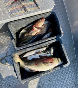 IMG_7989.jpeg IMG_7989.jpeg