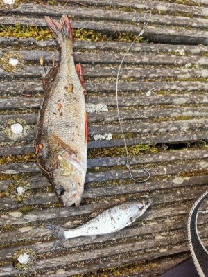 IMG-20250503-WA0004.jpg IMG-20250503-WA0004.jpg