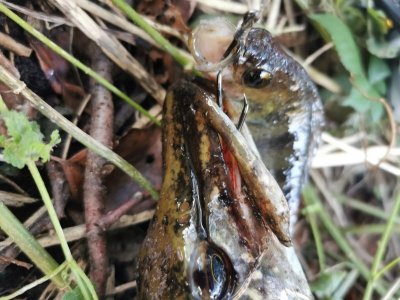 IMG-20240928-WA0001.jpg IMG-20240928-WA0001.jpg