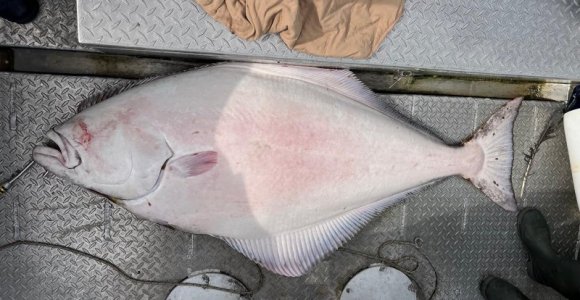 Kveite_2.jpg Kveite_2.jpg