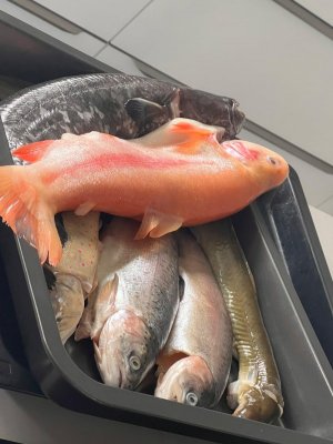 IMG-20250921-WA0009.jpg IMG-20250921-WA0009.jpg