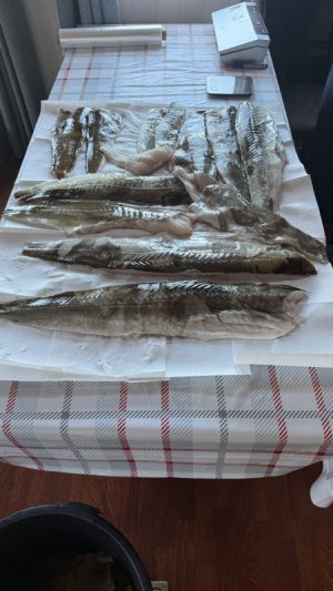 IMG_9750.jpeg