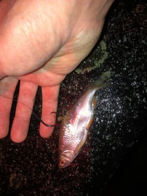 IMG_5663.jpeg IMG_5663.jpeg