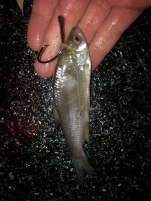 IMG_5665.jpeg IMG_5665.jpeg