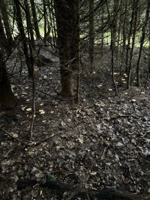 IMG_6367.jpeg