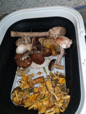 IMAG0518.jpg