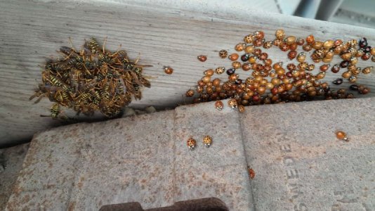 IMG-20251015-WA0024.jpg IMG-20251015-WA0024.jpg