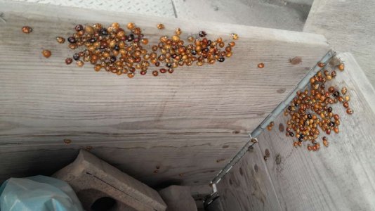 IMG-20251015-WA0026.jpg IMG-20251015-WA0026.jpg